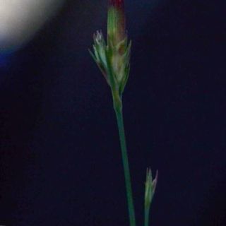 var glabrescens-Sivas