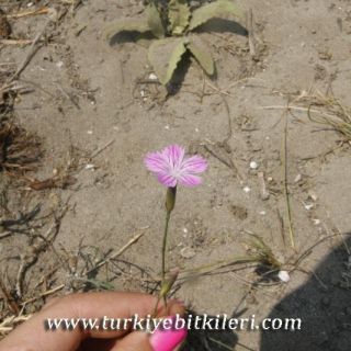 var.strictus