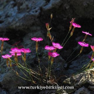 var. zonatus-İzmir