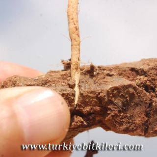 var hypochlorus-Hatay