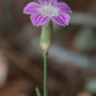 var hypochlorus-Hatay