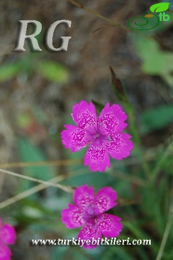 var aristatus-Gerede-Bolu