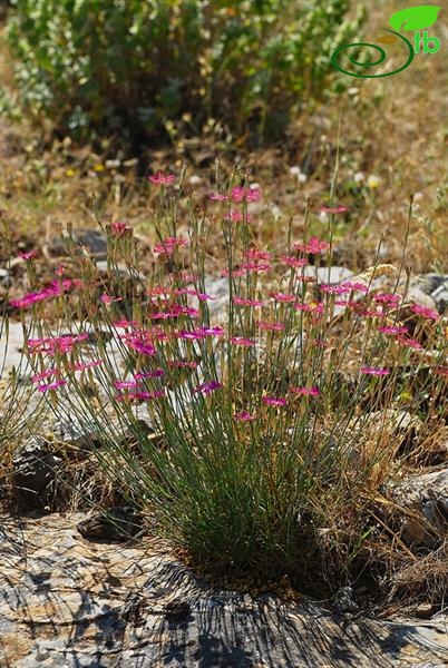 var. zonatus-İzmir