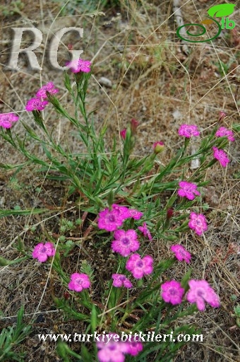 var aristatus-Gerede-Bolu