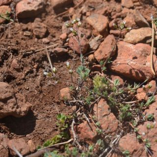 var pauciflora-Sandras dağı