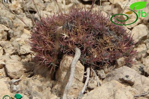 var. parviflora-Mardin