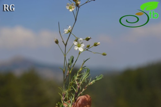 var pauciflora-Sandras dağı