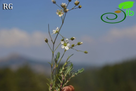 var pauciflora-Sandras dağı