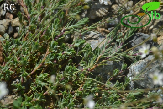 var pauciflora-Sandras dağı