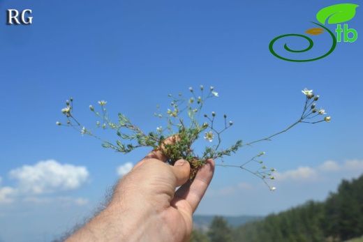 var pauciflora-Sandras dağı