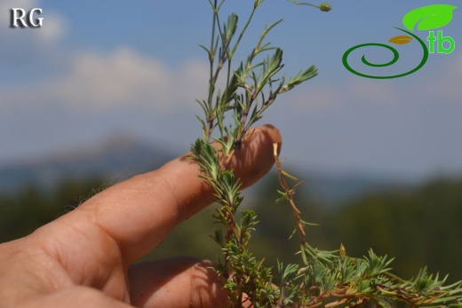 var pauciflora-Sandras dağı