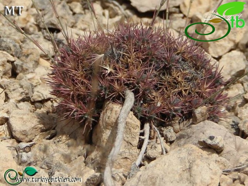 var. parviflora-Mardin