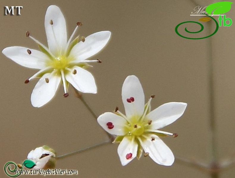 var. parviflora-Mardin