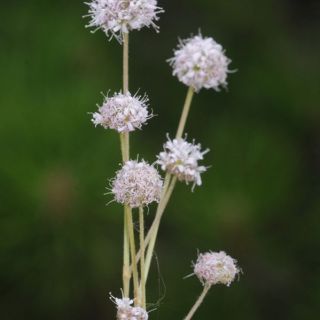 Boncuk dağları-Burdur