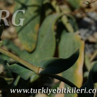 Silifke-Mersin