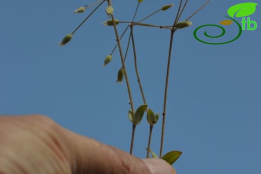 var umbellatum-Datça-Muğla