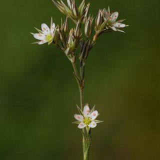 var. anatolica-Bozdağ-İzmir