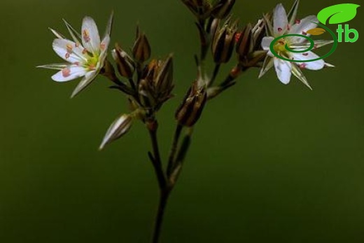 var. anatolica-Bozdağ-İzmir