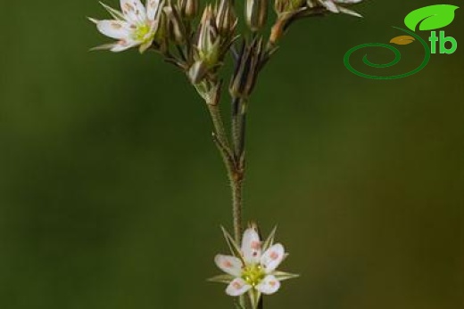 var. anatolica-Bozdağ-İzmir