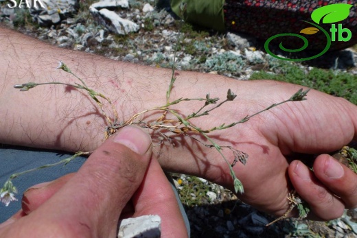 var polymorpha-Göktepe-Muğla