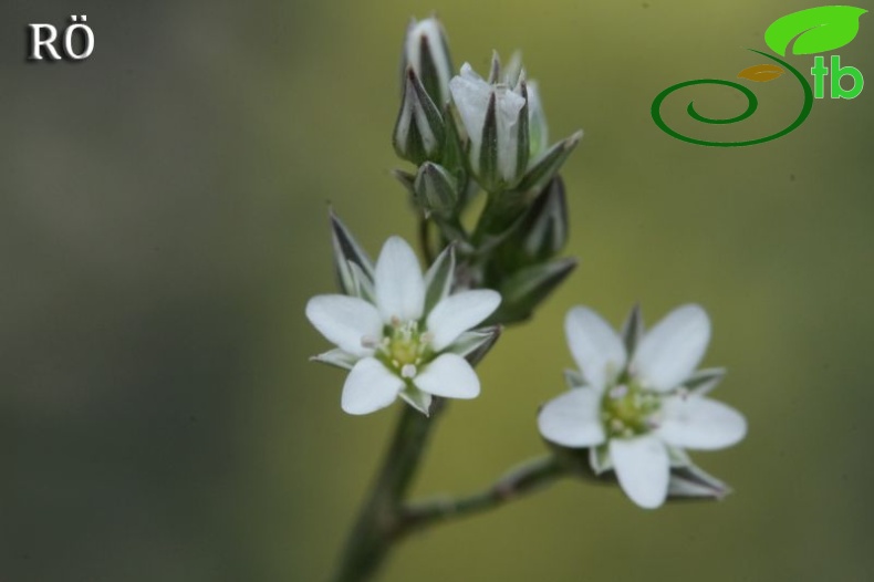 var arachnoidea-Fethiye-Korkuteli