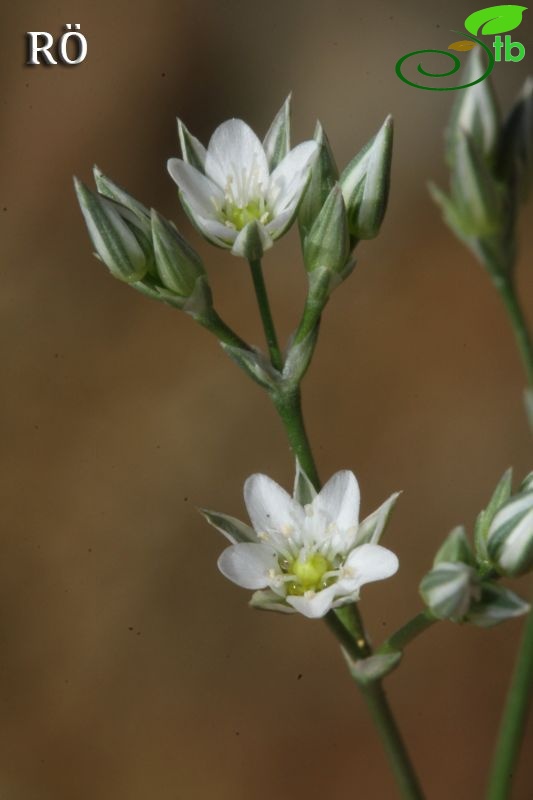 var arachnoidea-Fethiye-Korkuteli