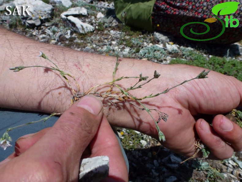 var polymorpha-Göktepe-Muğla