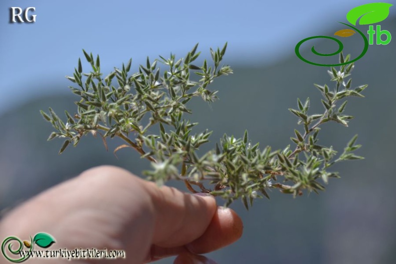 Boncuk dağları-Burdur