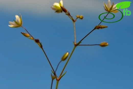 ssp hybrida-Marmaris-Muğla
