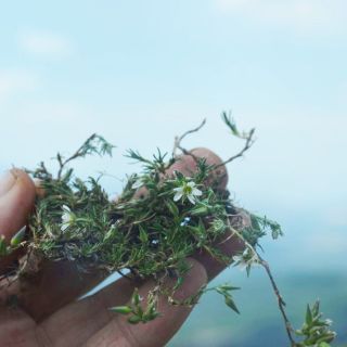 ssp carica-Göktepe-Muğla