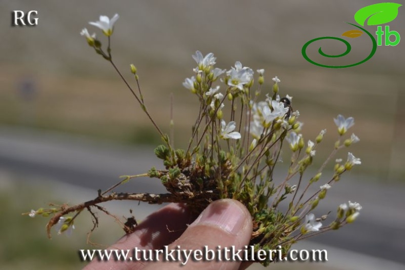 var multiflora-Böğrüdelik-Sivas