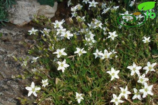 subsp. kabylica-İtalya