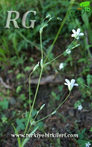 Ilgaz dağları-Kastamonu