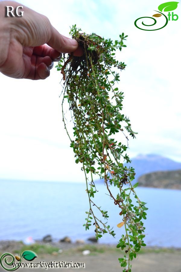 Datça-Muğla