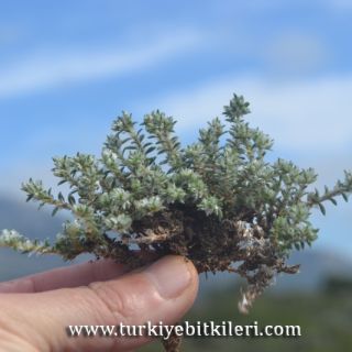 Datça-Muğla