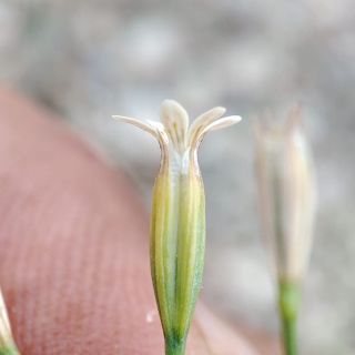 Akseki