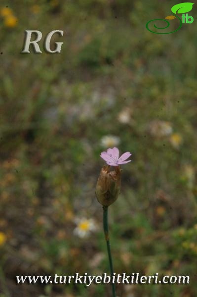 Kartalkaya-Bolu