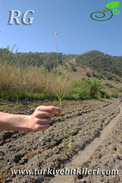 Köyceğiz-Muğla