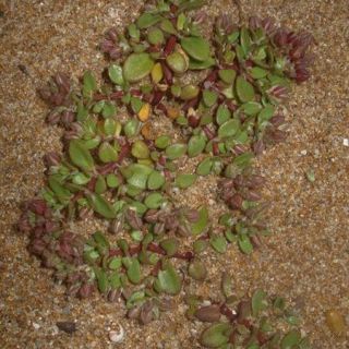 subsp. diphyllum-İtalya