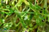 Ordu