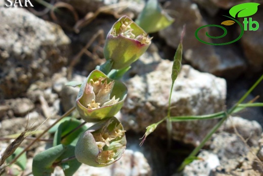 Sandras dağı-Köyceğiz