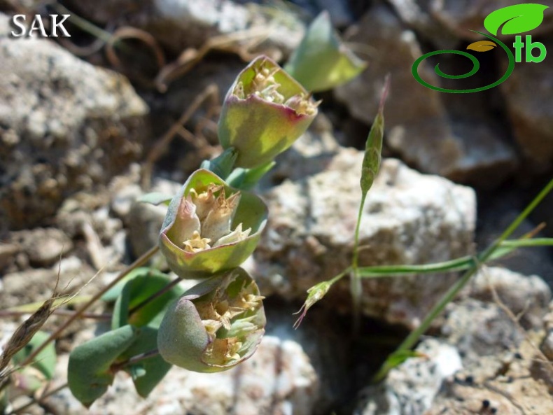 Sandras dağı-Köyceğiz