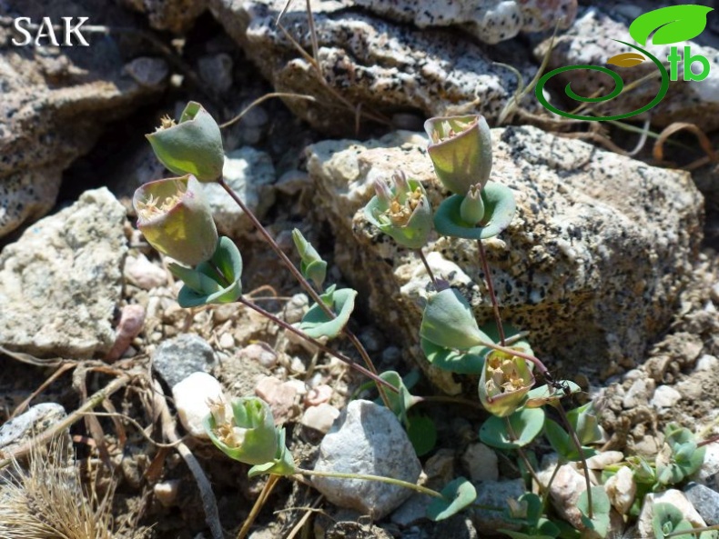 Sandras dağı-Köyceğiz