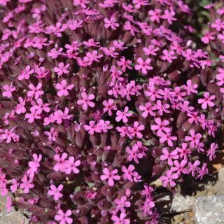 ssp prostrata Sivas
