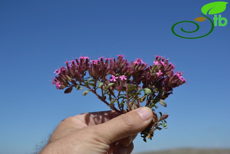 ssp prostrata Sivas