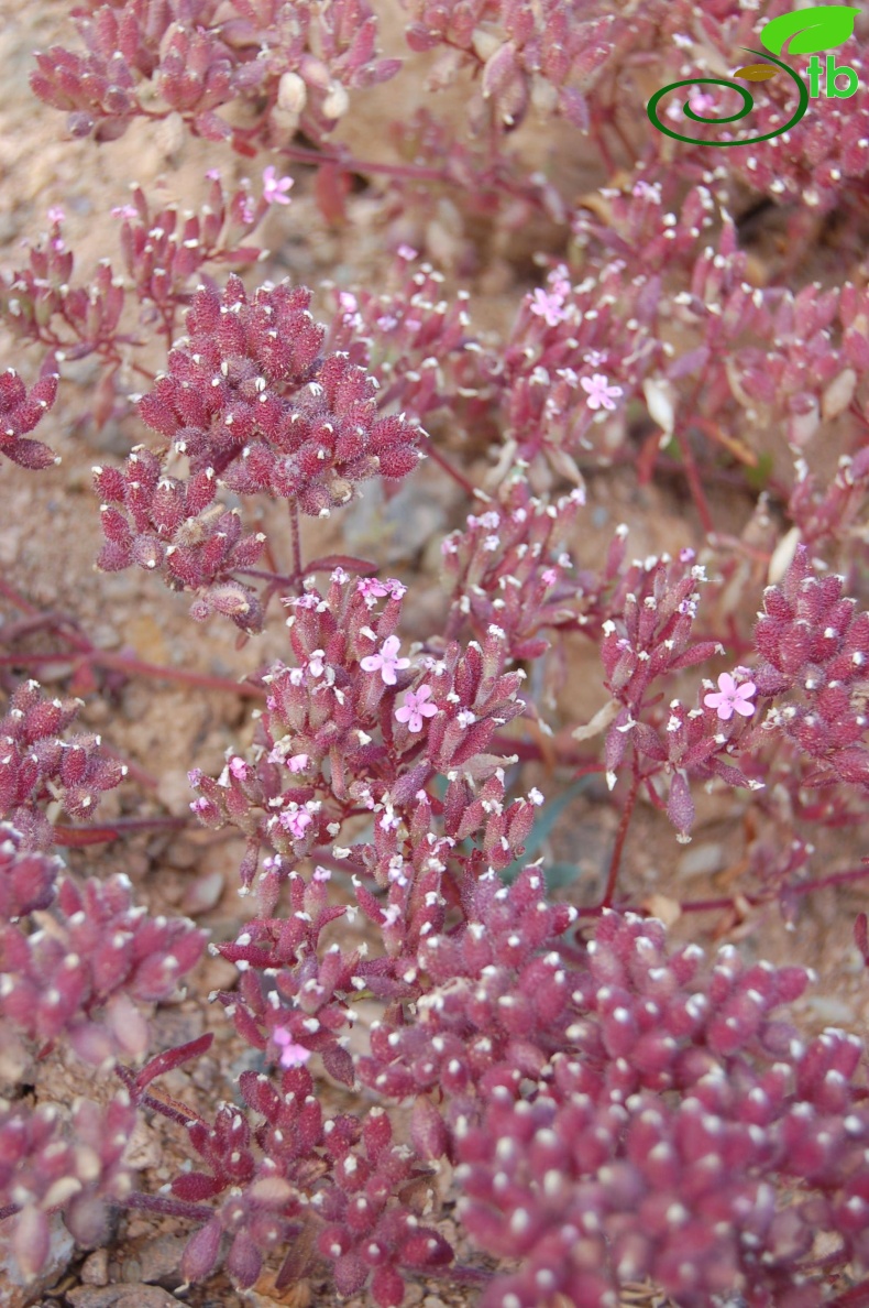 ssp prostrata 