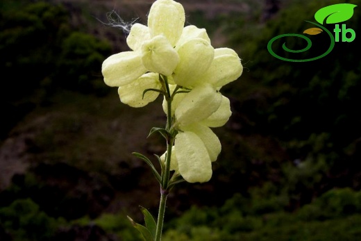 Tunceli