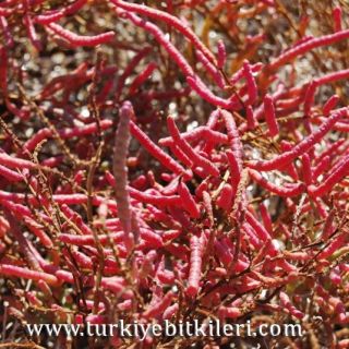 subsp_anatolica-Ankara