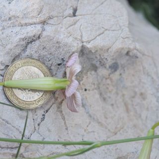 var. ilarslanii- Akseki