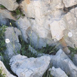 var. ilarslanii- Akseki